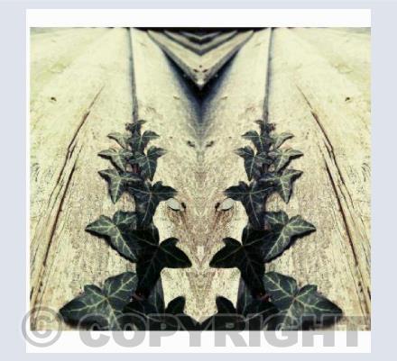 Ivy Between The Lines