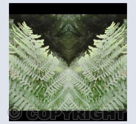 Leafy Depths