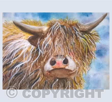 Highland Cow 