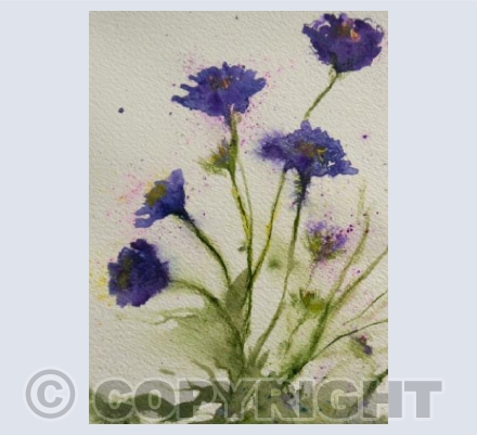 SCABIOUS
