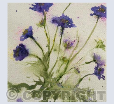 SCABIOUS