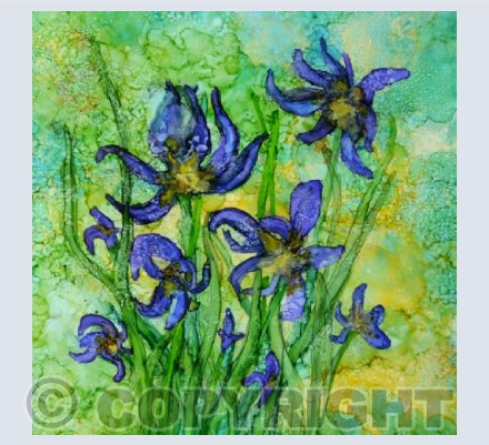 WILD IRIS