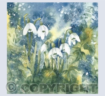 Winter Snowdrops
