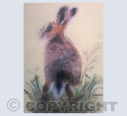 Hare 