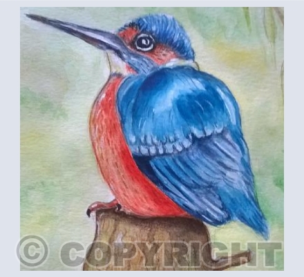 Kingfisher 