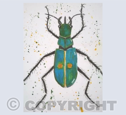 Two spot Tiger Beetle 