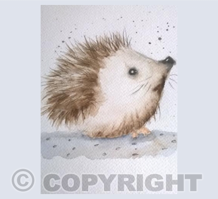 Baby Hedgehog