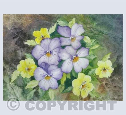 Pansies