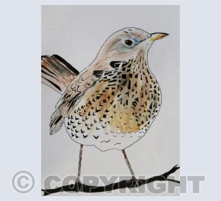 BIRD SONG