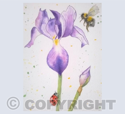 Iris , Bumble Bee and Ladybird 