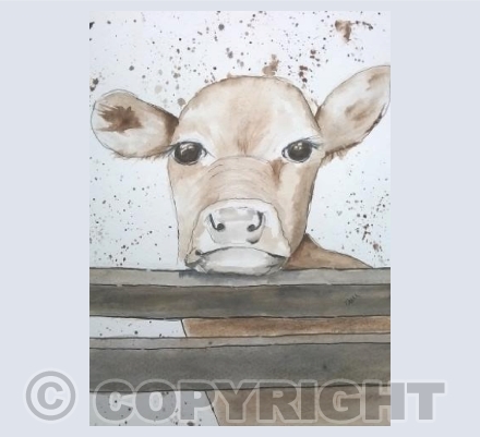 Curious Cow 