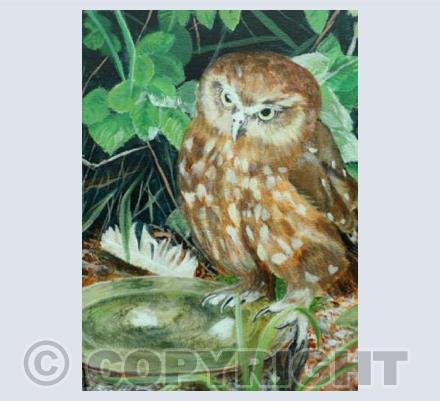 Brown owl
