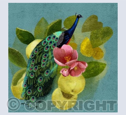 Peacock