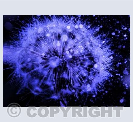 Dandelion in Blue