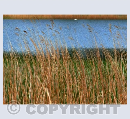 Lord of the Ready River