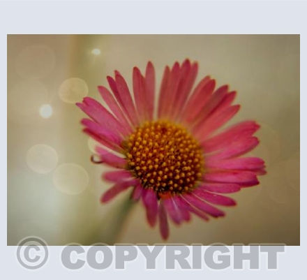The Daisy Age
