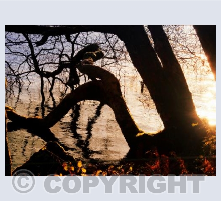 Tales From The Riverbank