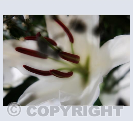 Pictures of Lilly