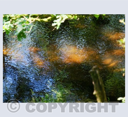 Where the Trout Lay