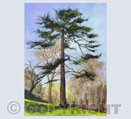 Deodar Cedar