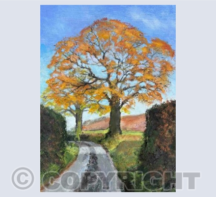 Hedgerow Oaks, late Autumn