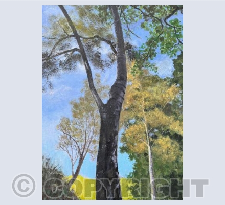 Aged Silver Birch