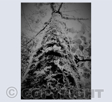 Rainforest tree- New Zealand