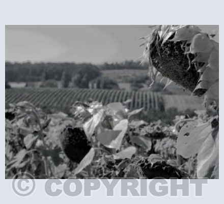 Sunflower fields Les Passeroses