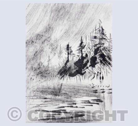 Canadian Spruce