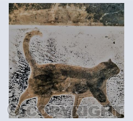 Cat 1
