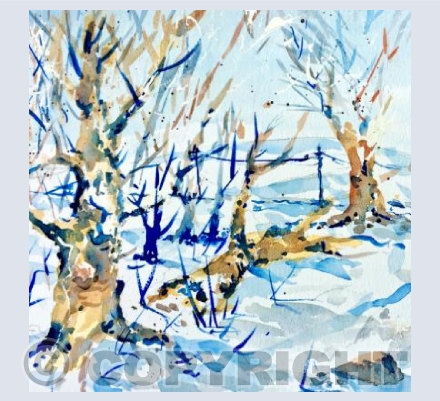 Snow at Rainbow Woods 