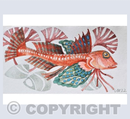 Red Gurnard