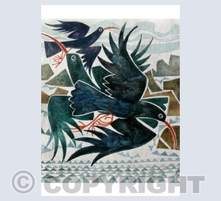 Choughs