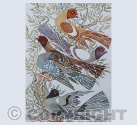 Syrian Swallow Pigeons