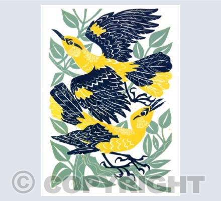 Golden Orioles