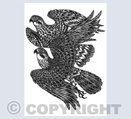 Peregrines