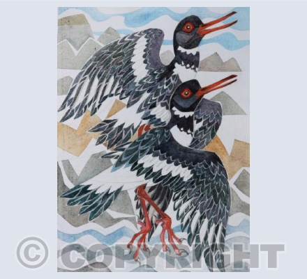 Oystercatchers