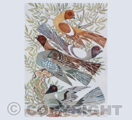 Syrian Swallow Pigeons