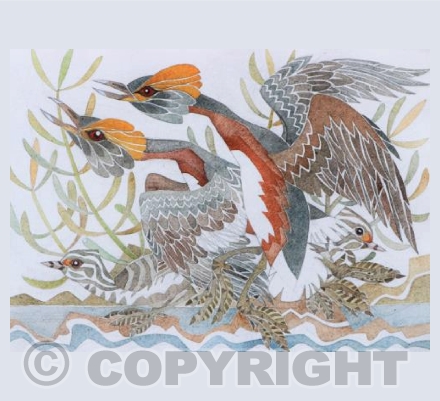 Slavonian grebes