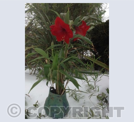 Amaryllis in the snow