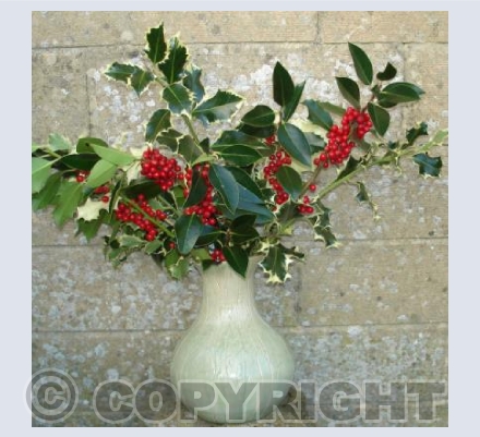 Holly vase