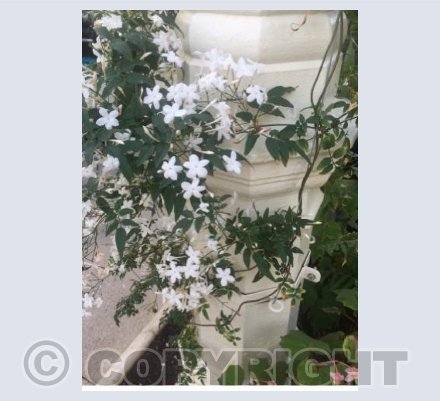 Jasmine at Kew