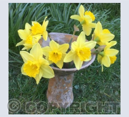 Narcissi in stoneware vase