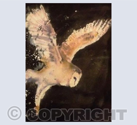 Barn Owl