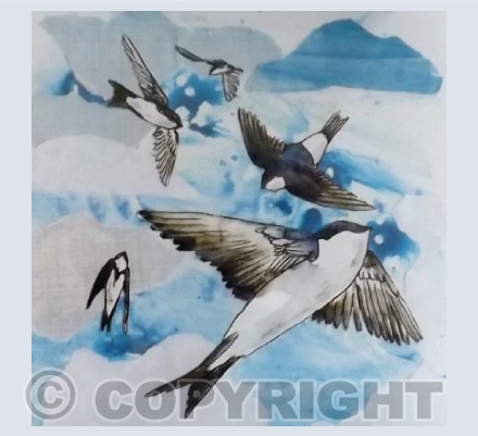 House Martins