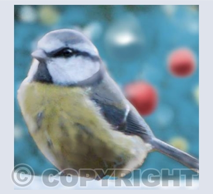 Blue tit
