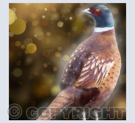 Pheasant Gold