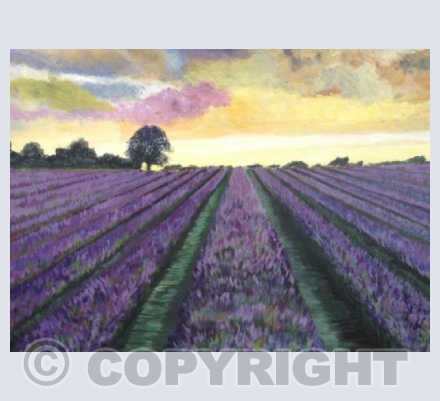 Lavender fields in Kent
