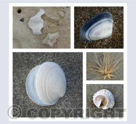 Shell Time