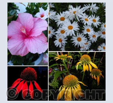 Summer Splendour